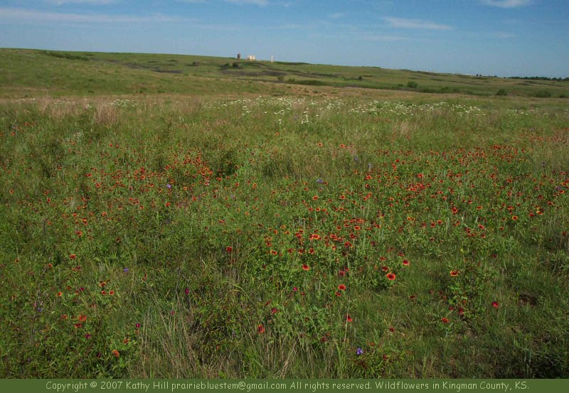 Flowers of the Kansas shortgrass prairie