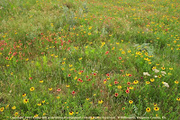 Wildflowers, Kingman County, KS