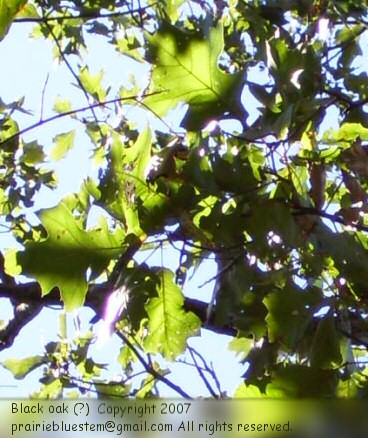 [black-oak-leaf.jpg]
