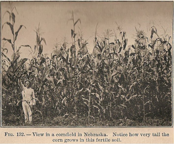 Tall corn in the early 1920s