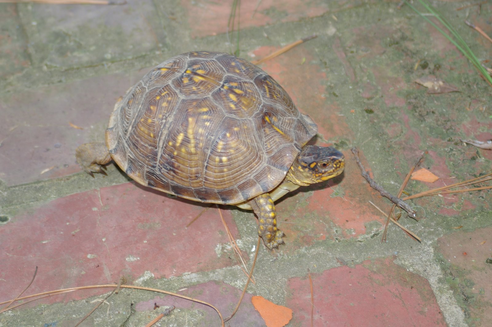 [turtle3.JPG]
