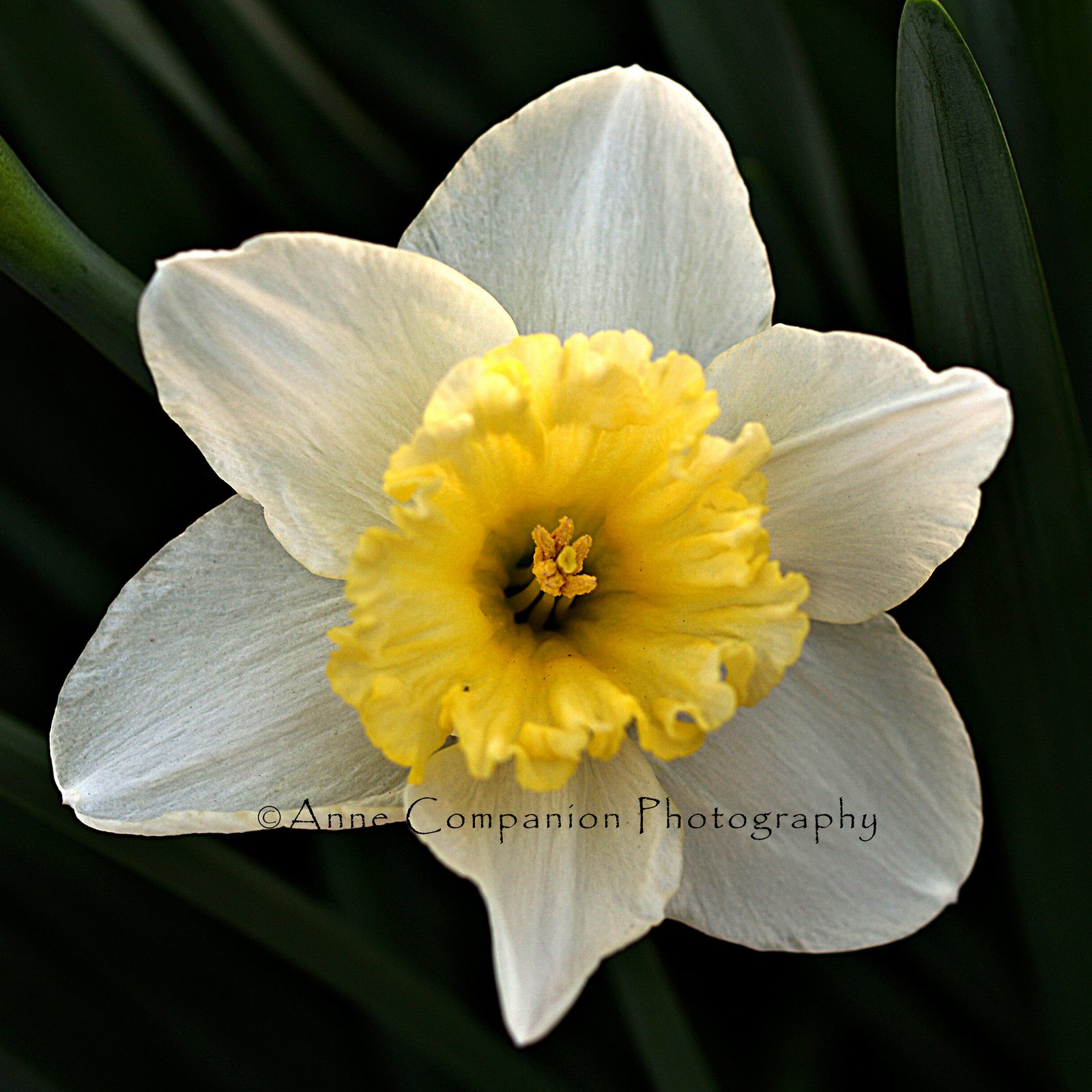 [daffodil2_cr.jpg]
