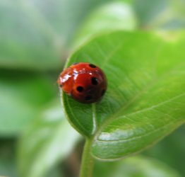 [ladybug.jpg]