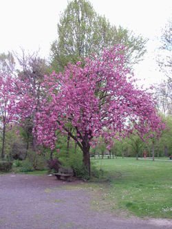 [250px-Prunus_serrulata_(2004-04-19).jpeg]