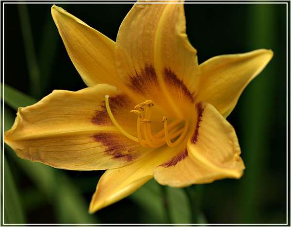 [Yellow-Iris.jpg]