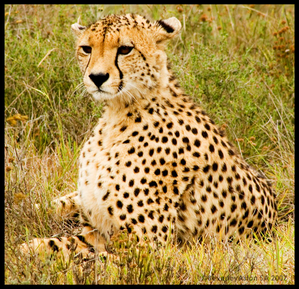 [Cheetah1.jpg]