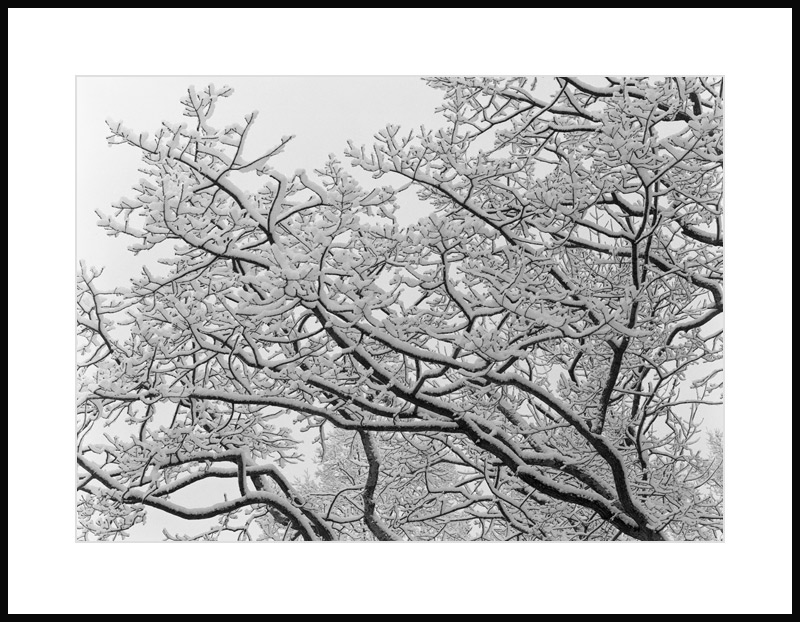 [Snowy,,,the-BIG-tree!.jpg]