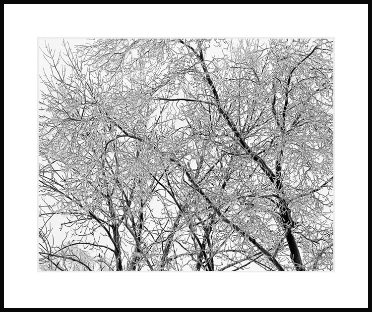 [icy-trees-behind-our-house.jpg]