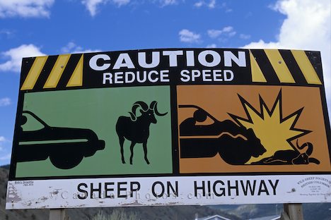 [sheep-road-sign_350.jpg]