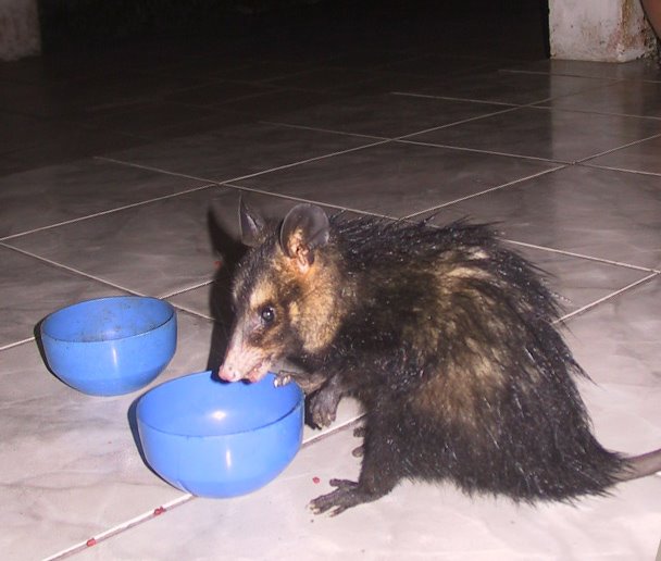 [opossum.jpg]