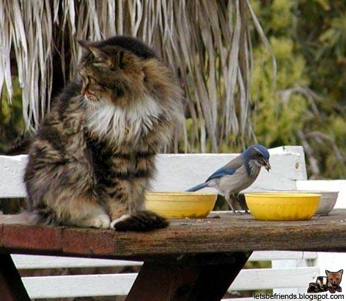 [Cat+and+bird.JPG]
