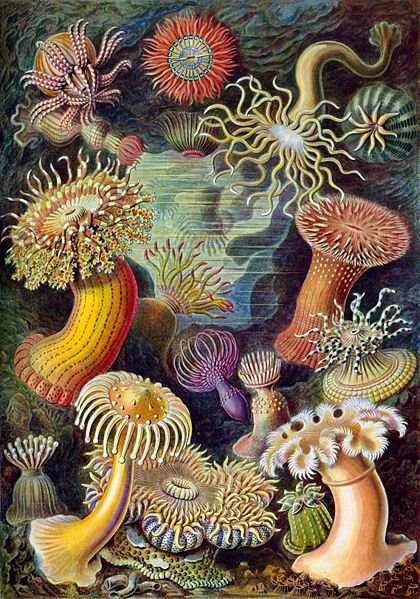 [Sea+anemones+from+Ernst+Haeckel's+Kunstformen+der+Natur+(Artforms+of+Nature)+of+1904..jpg]