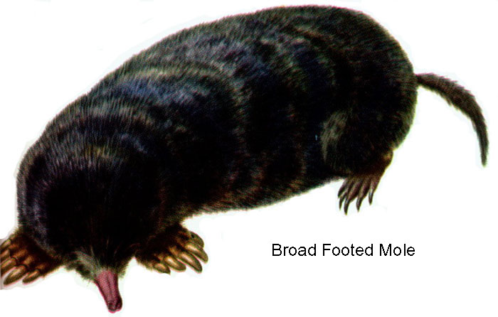 [mole1.jpg]