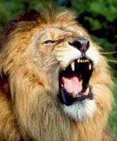 [lion+roaring.bmp]