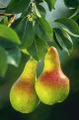[79px-Pears.jpg]