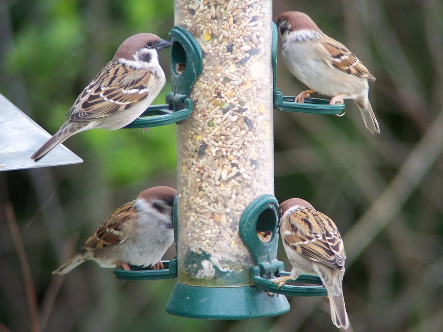 [Tree+Sparrows.JPG]