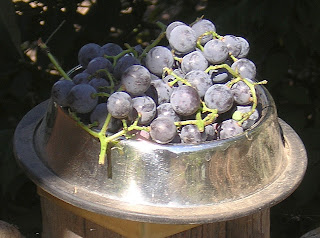 grapes in sunshine
