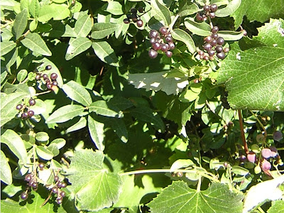 black berry thingies and grapes