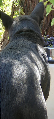 back view of Gremlin looking at bowl of grapes