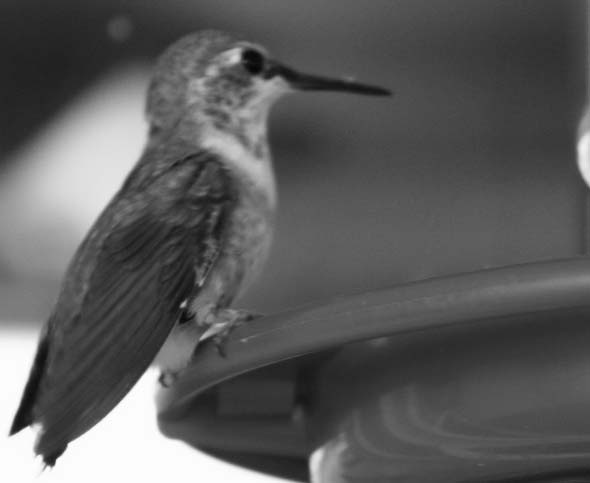 [Hummingbird+Black.jpg]