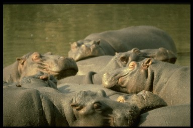[Hippopotamus11.jpg]