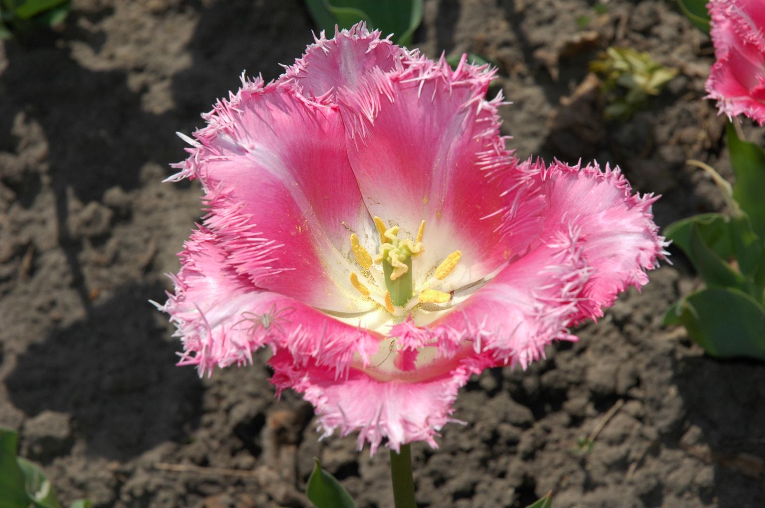 [Botanical_tulip.JPG]