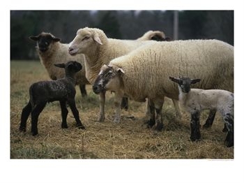 [sheeps_with_newborn_lamb.JPG]