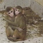 [IDA_monkeys-hug.JPG]