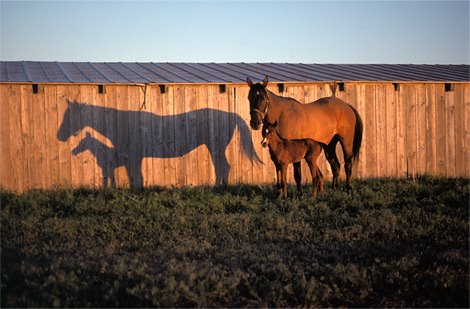 [wild+horses_Montana.jpg]