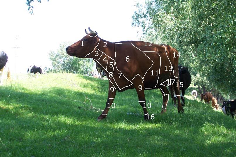 [cow_scheme.jpg]