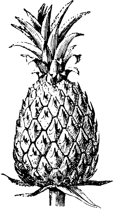 [pineapple_25450_lg.gif]