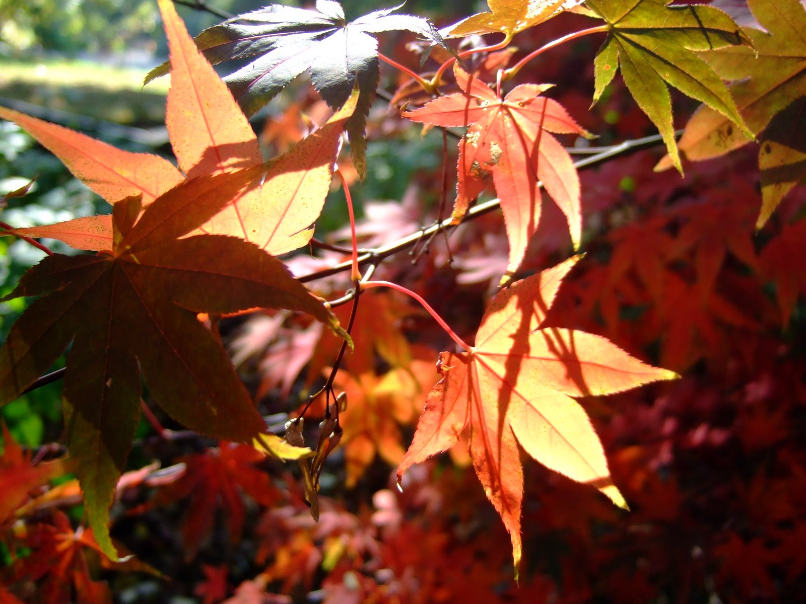 [botanicals+autumn+124.jpg]