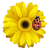 [yellow+flower+with+lady+bug.gif]