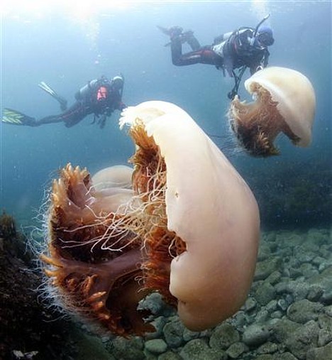 [Jellyfish+giant+1.jpg]