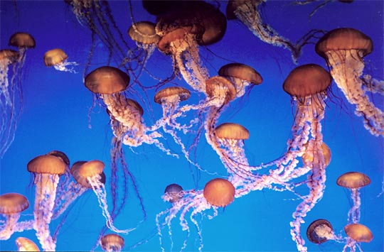 [Jellyfish+12.jpg]