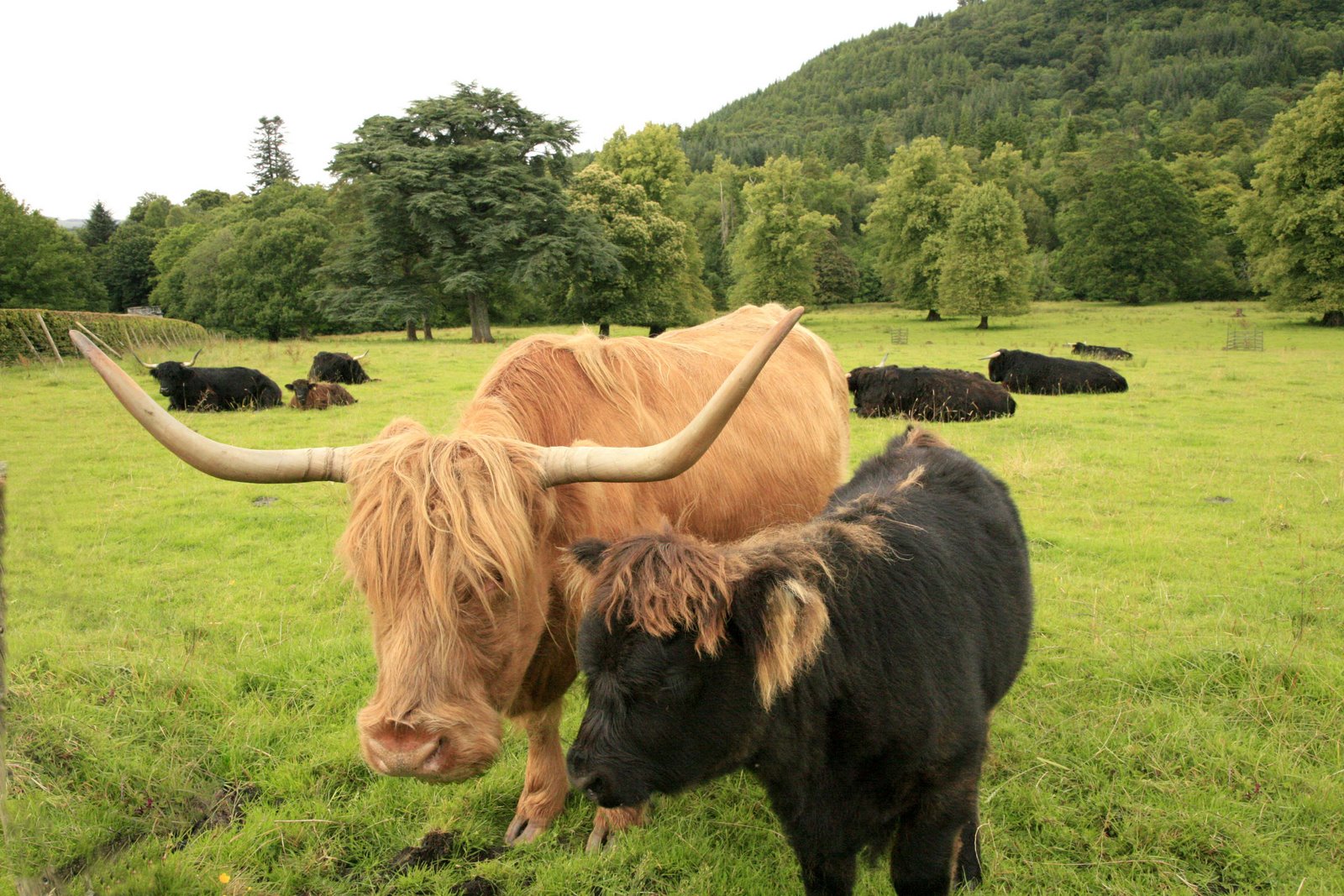 [Highland+Cow+&+Calf.jpg]
