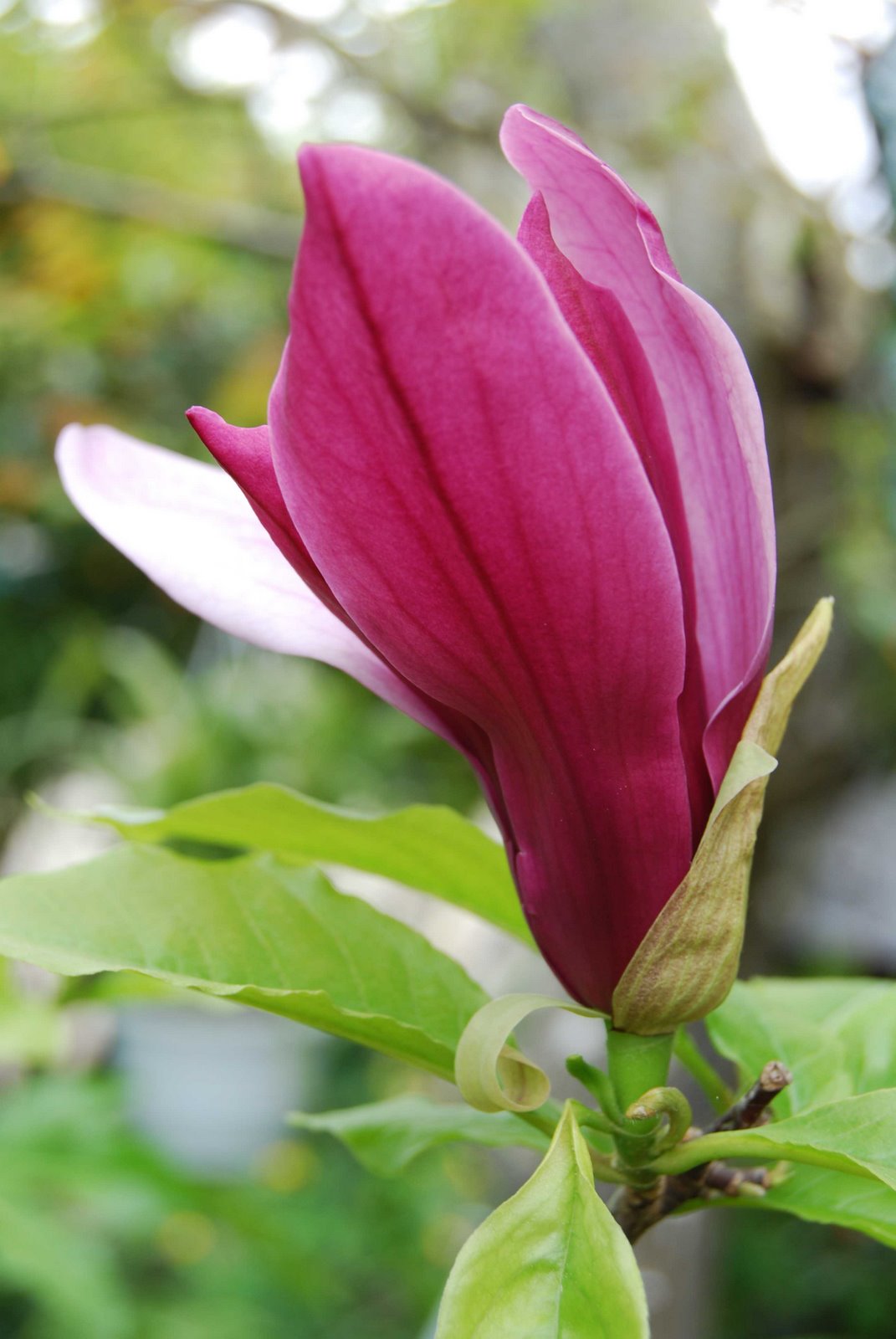 [DSC_0243a-+magnolia+soulangiana.jpg]