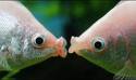 [Fish+kissing.jpeg]