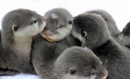 [baby+otters.bmp]