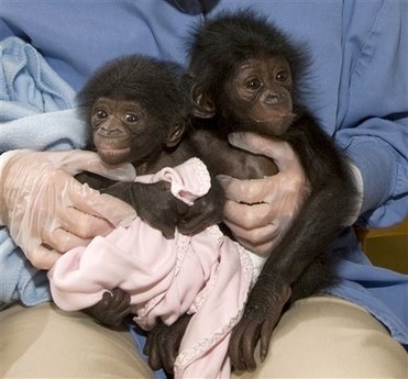 [baby+bonobos.jpg]