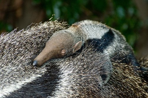 [anteater+baby.jpg]