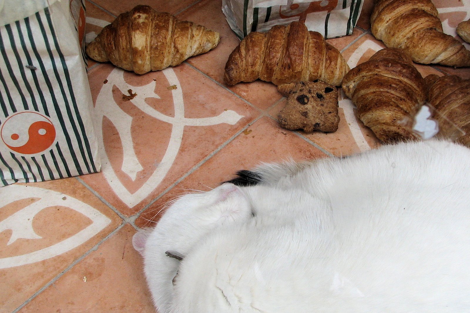 [bakery+cat.JPG]