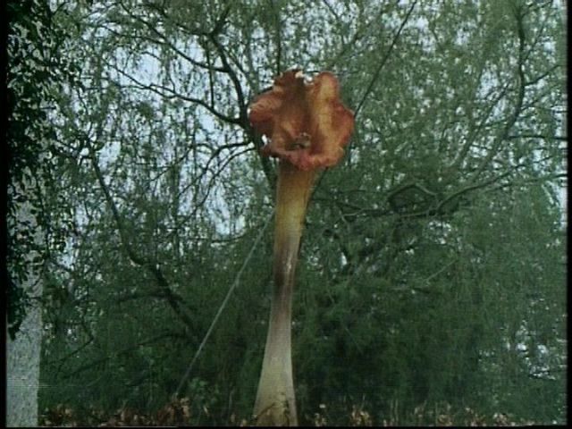 [day+of+the+triffids+PDVD_010.jpg]
