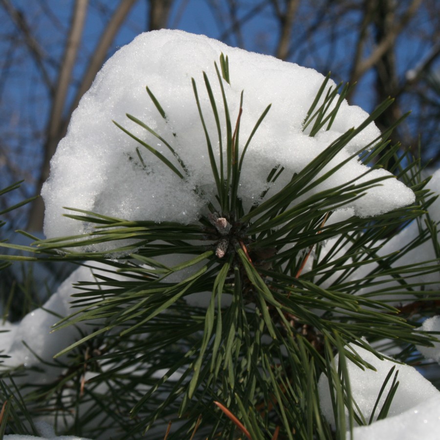 [2007+1206+pine+star+snow+1.jpg]