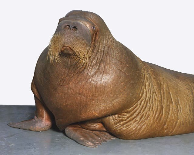 [walrus2.bmp]