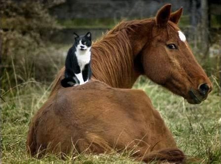 [cat+horse.jpg]