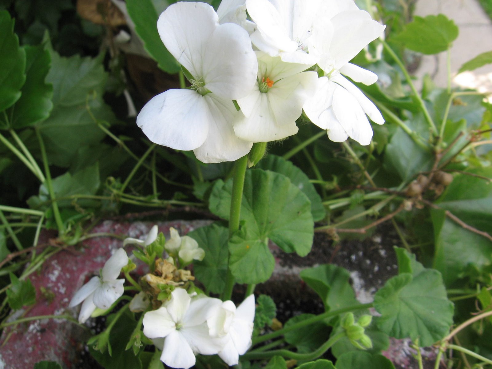 [white+geranium.JPG]