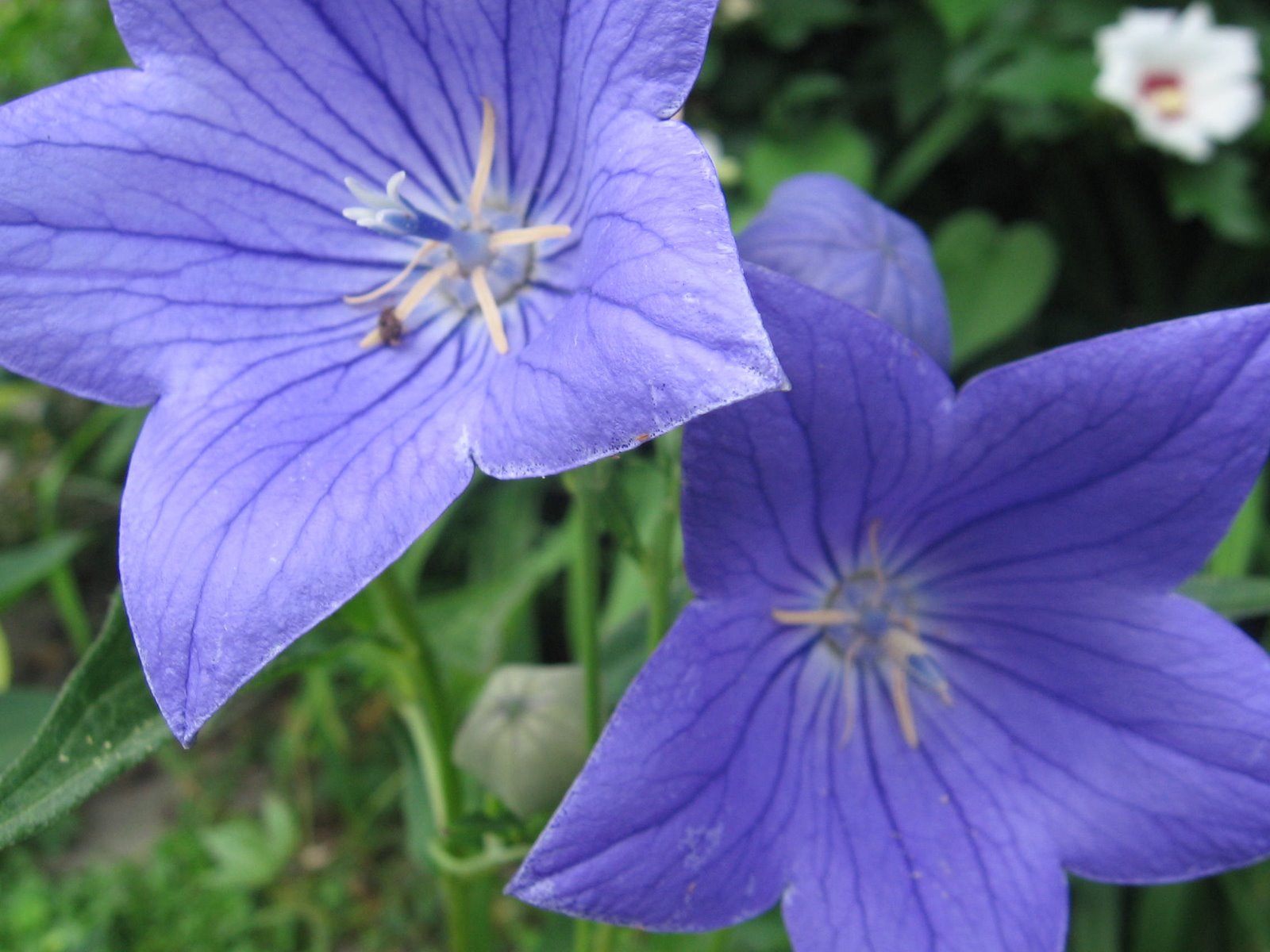 [bluebellflowers.JPG]