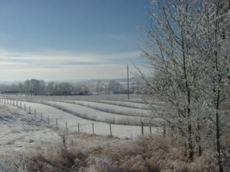 [snapshot_travel_rural_alberta_winter_scene_snow.JPG]