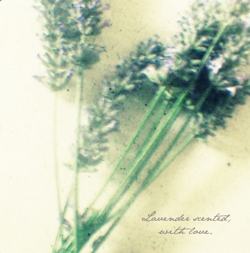 [lavender+scented+text.jpg]